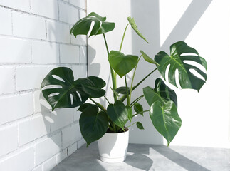 Beautiful monstera deliciosa or Swiss cheese plant in the sun against the background of a brick white wall
