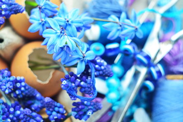 Floral decoration wallpaper. Blooming Scilla flowers and Muscari neglectum (Grape hyacinth) in egg shell on blurred background of needlework set-scissors tangles thread needle. Selective focus