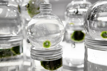 Marimo or Cladophora ball or moss ball or lake ball in glass jar with water. Symbol of everlasting love and good luck. Rare growth form of Aegagropila linnaei, green balls with velvety appearance