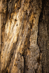 bark of a tree backdrop