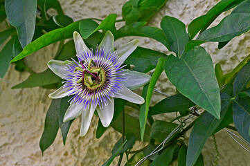 Passiflora vitifolia 'White Lightning' in flower climbing a wall