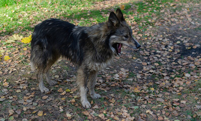 grey dog yawns in nature close-u