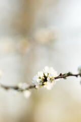 A branch of cherry blossoms in white with soft blur during spring, large copy space