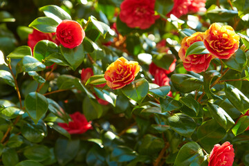 Red Camellia japonica 