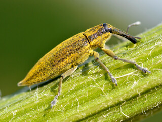 Macro of yellow weevil of genus Lixus seen from profile on stalk   