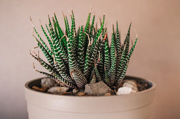 Suculenta. Cactus. Planta crasa. Maceta con planta. Haworthia. Cactus cebra.