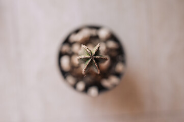 Cactus visto desde arriba. Planta crasa en forma de estrella.