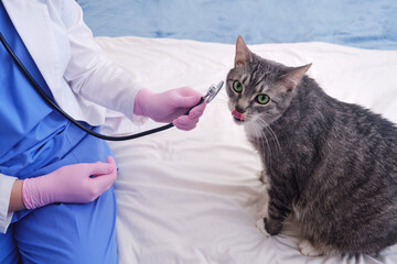 A veterinarian called at home to examine the cat with a stethoscope on the bed