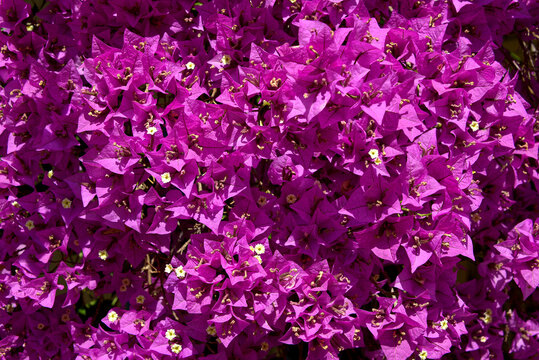 Background of red bougainvillea spectabilis flowers