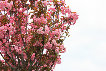 The sakura tree blooms beautifully.