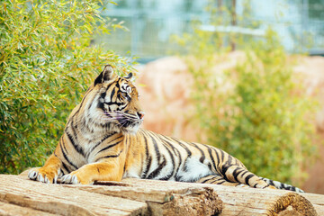 Tiger lying and resting at the zoo with green shrubs on the background