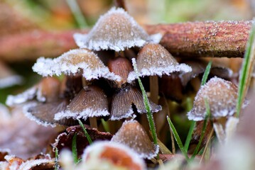 Frosty mushrooms 