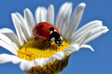 Seven spots ladybug (Coccinella septempunctata) on the heart of daisy flower on the blue sky background