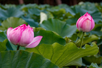 ink Lotus Flower buds. Yokohama, Kanagawa Prefecture Japan.