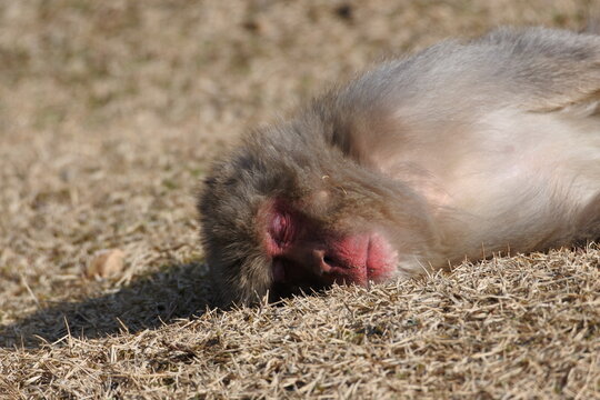 Japanese macaque has folen a sleep on the ground of dead grass. Upper body. 