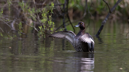 bird, wasser, natur, ente, wild lebende tiere, see