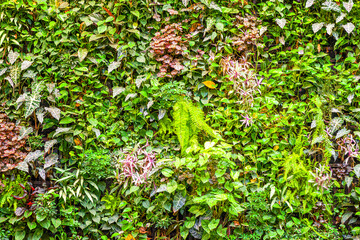 Living green wall of ivy, ferns, philodendrons and different varieties of tropical rainforest...