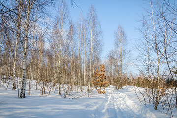 The winter road in forest