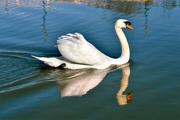 Closeup mute swan (Cygnus olor) swimming on water