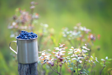 blueberries in an iron cup in the forest, hiking background vitamins, northern berries finland food...