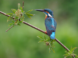Kingfisher, Alcedo atthis,