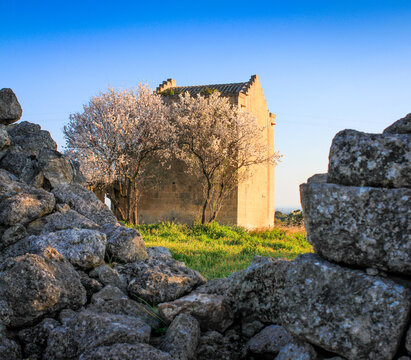 Masseria in fiore