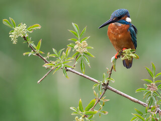 Kingfisher, Alcedo atthis,