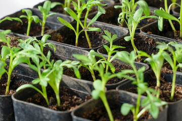 Young green seedlings in small pots