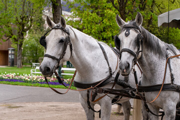 Fiakerpferde - zwei Grauschimmel vor eine Kutsche gespannt