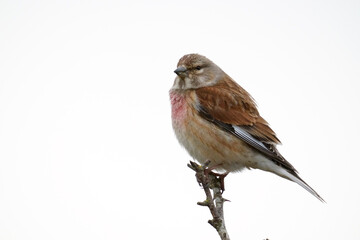 Linnet, Linaria cannabina
