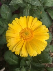 yellow flower of a calendula in the garden a