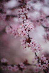 Flowering tree with pink flowers on the branches. Art spring garden