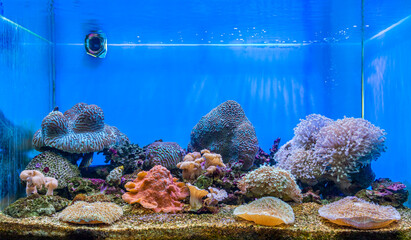 The art of corals reef aquarium. A tank filled with brine water for keeping live underwater or aquatic animals.