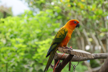 red and yellow macaw