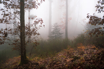 Obraz premium boschi nebbiosi