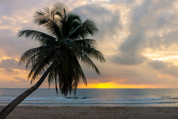 Fototapeta na wymiar Coconut tree on Thung Wua Laen beach. Scenery in Chumphon province, Southern Thailand.