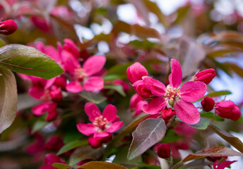 Pink cherry blossom blooming on blurred nature background. Purple flower buds. Cherry blossom branch with multiple dark pink flower buds about to bloom.