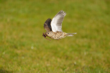 Mistle thrush, Turdus viscivorus