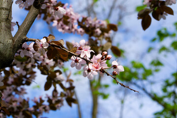 Pink cherry blossom blooming on blurred nature background. Purple flower buds. Cherry blossom branch with multiple dark pink flower buds about to bloom.