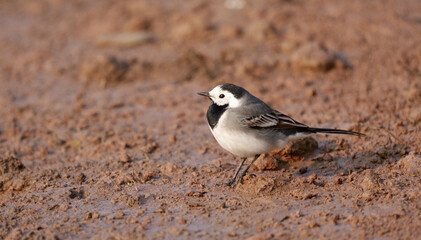 Pied wagtail, Motacilla alba