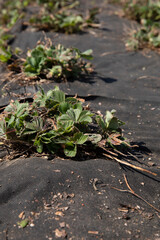 Dry leaves of strawberry bush on black spunbond