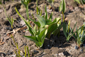 Fresh tulip leaves without flowers. Fresh green plants