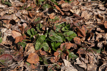 Dry strawberry leaves on black spunbond. Harvesting dry strawberries