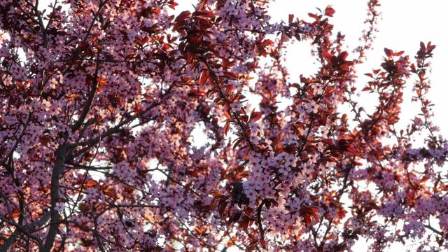 Prunus cerasifera Nigra Black Cherry Plum blossoming tree in the garden, spring flowers background with copy space. Canadian black plum light pink bloom, ornamental shrub with brown red leaves.