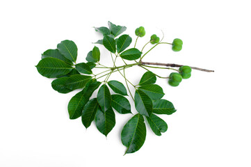 Rubber (Hevea brasiliensis) seeds and leaf isolated on white background.