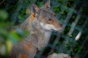 The eyes of a young wolf inside an observatory
