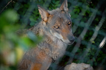 The eyes of a young wolf inside an observatory