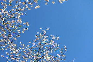 桜と青空