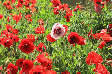Obraz premium Blooming scarlet poppies in the field.