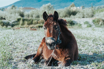 Mula al aire libre. Caballo sentado en el campo.